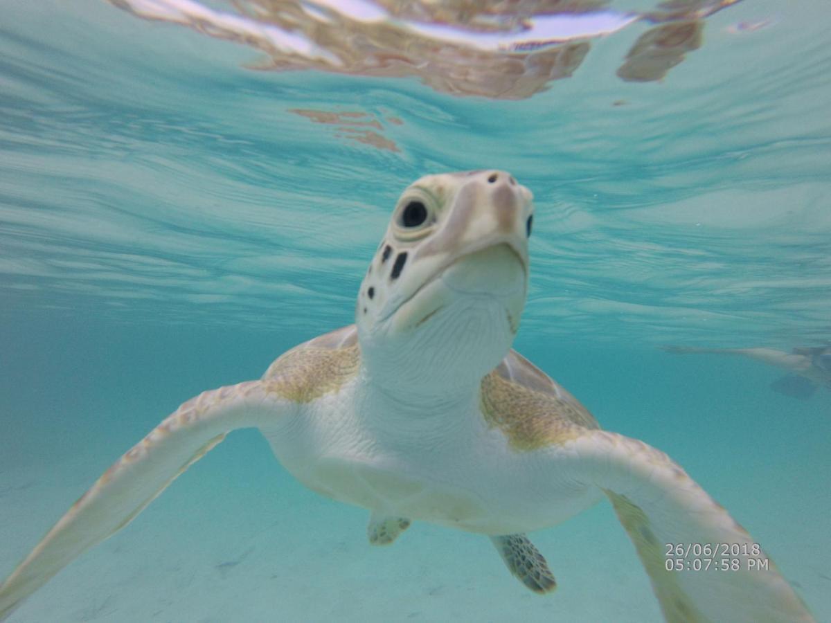 דירות ג'ורג'טאון Turtles Nest Bahamas מראה חיצוני תמונה